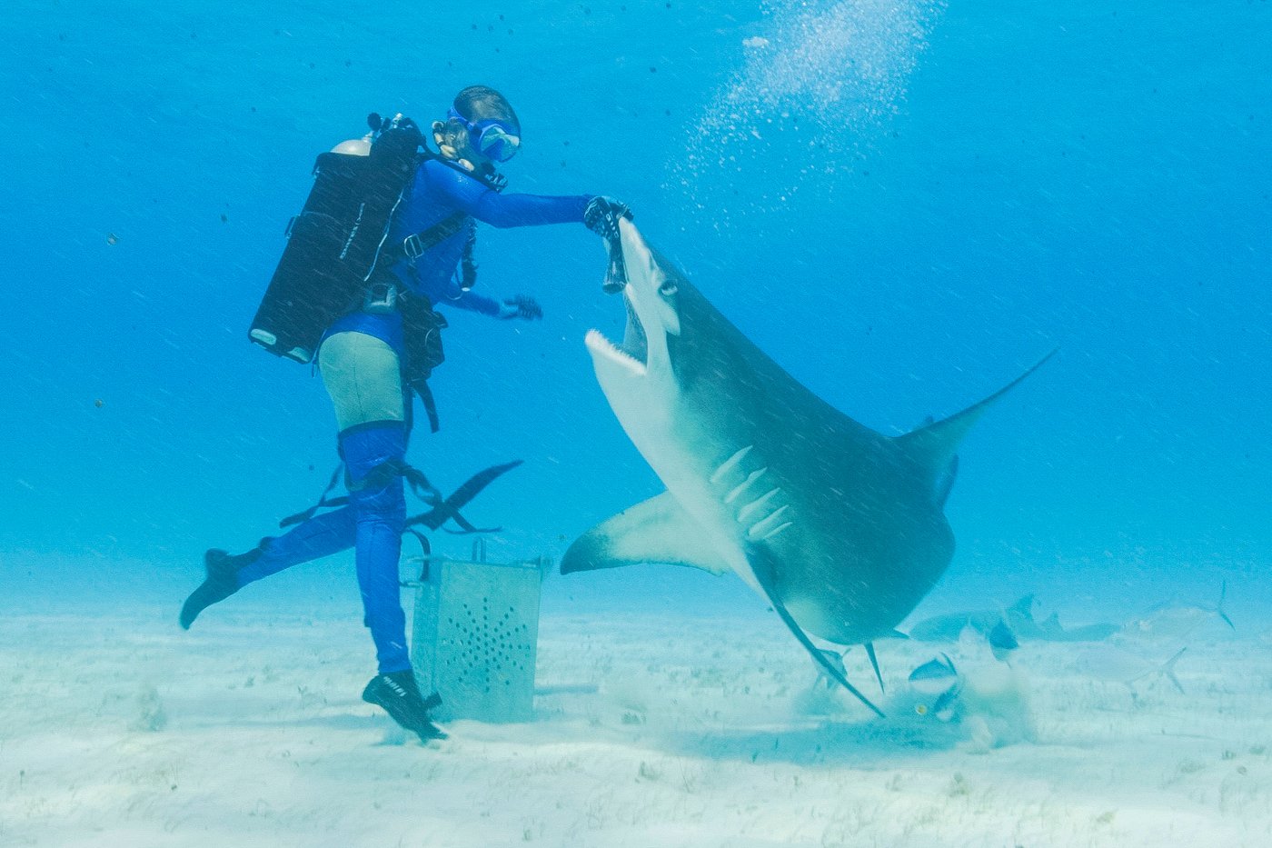 Discovery 'Shark Week' has breaching great whites, looks back at 'Jaws' and starts with some dancing | iNFOnews.ca Discovery 'Shark Week' has breaching great whites, looks back at 'Jaws' and starts with some dancing | iNFOnews.ca
