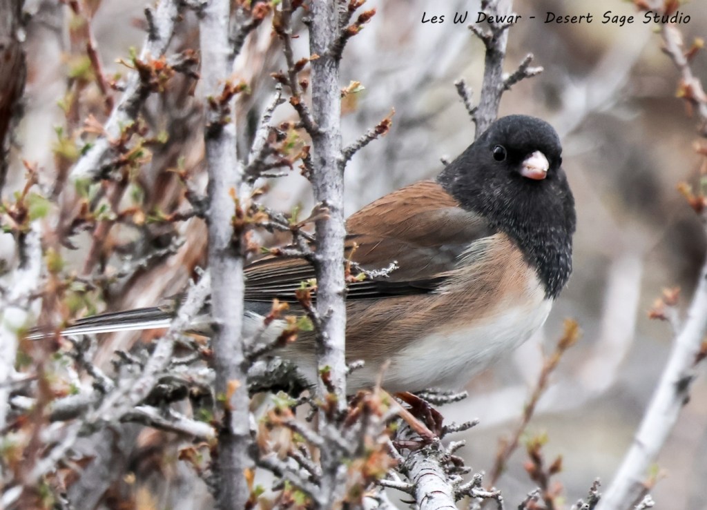 iN PHOTOS: Songbirds to spot on winter walks in Kamloops, Okanagan | iNFOnews.ca
