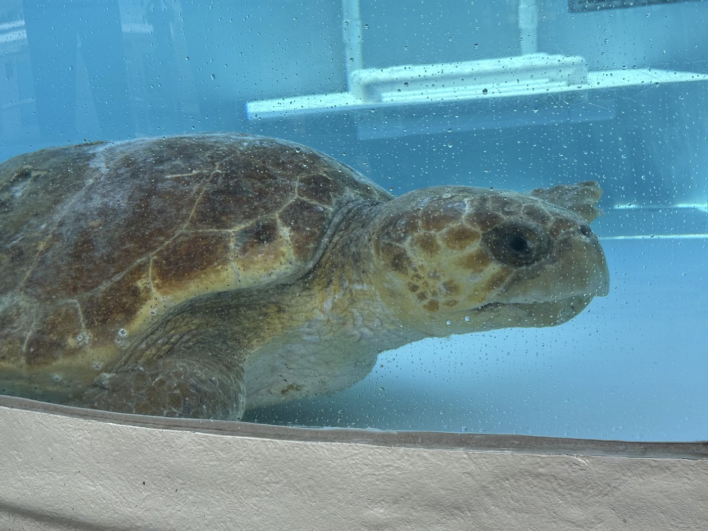Massive sea turtle returns to the ocean off Florida after treatment for a boat strike | iNFOnews.ca