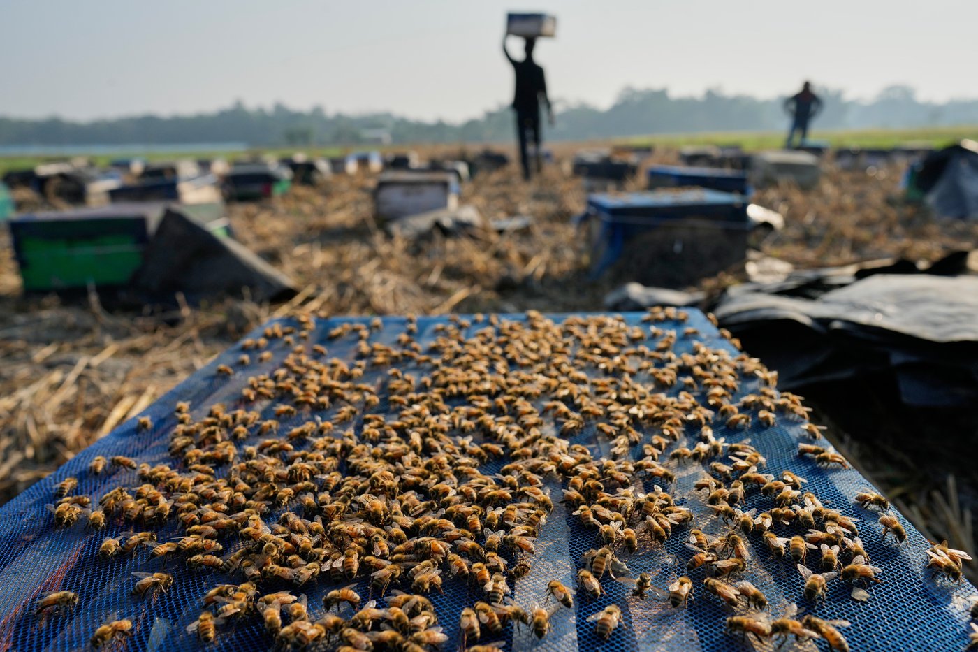 India's migratory beekeepers and their hives follow the flowers to make the honey flow | iNFOnews.ca