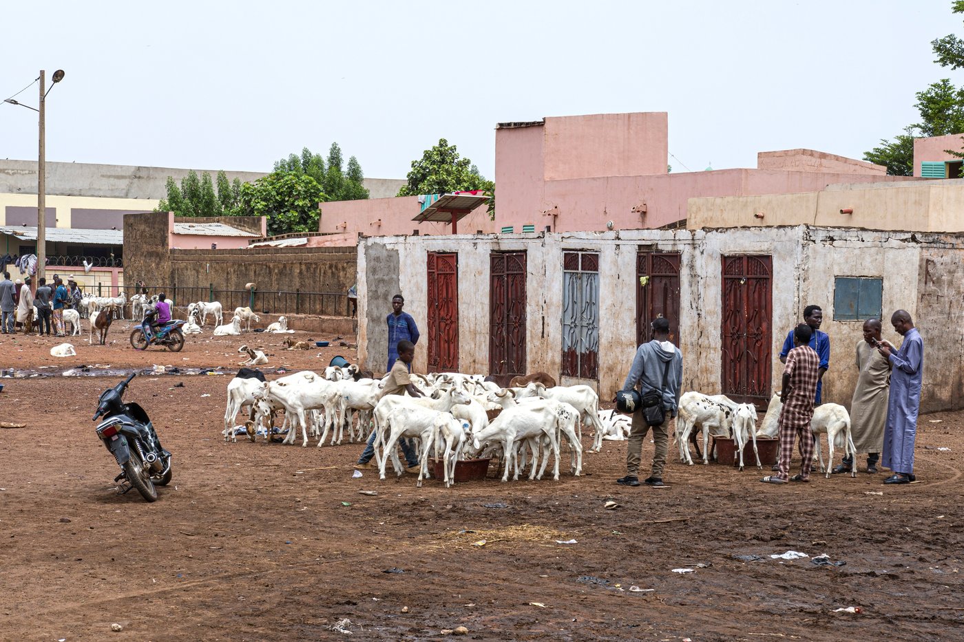 A bitter Eid al-Adha in Mali's capital as al-Qaida-linked blockade sends sheep prices soaring | iNFOnews.ca