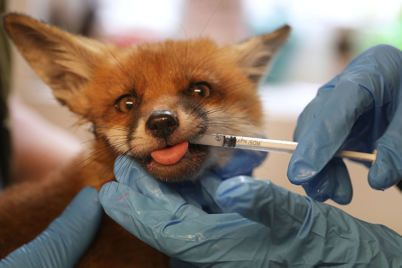 When a fox says ‘help’ in London, there’s often an ambulance on its way | iNFOnews.ca