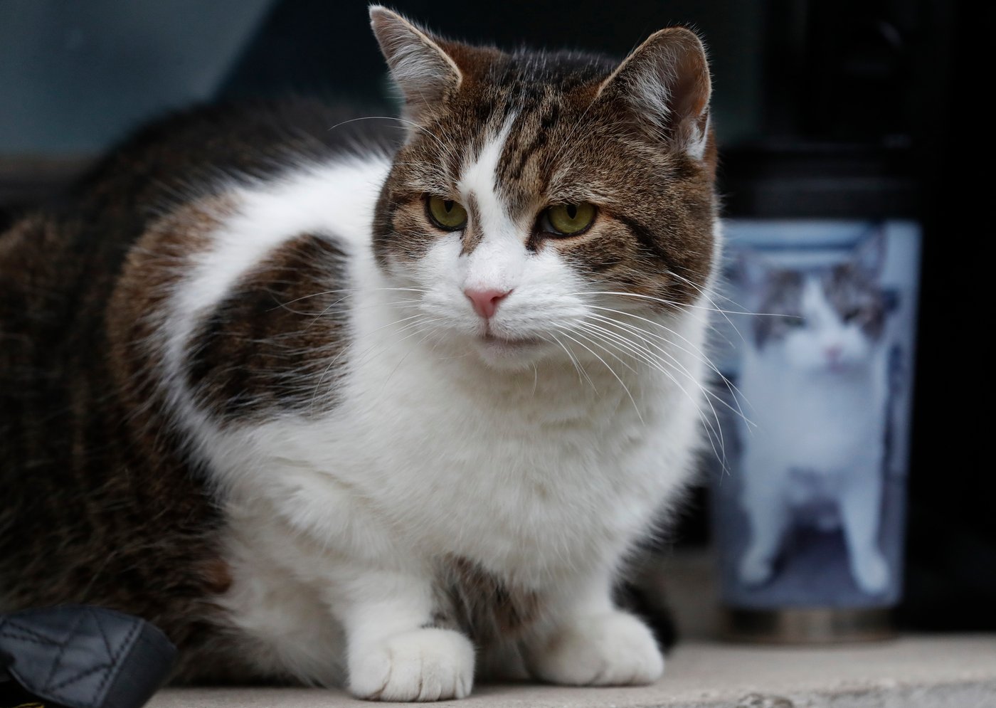 Larry the cat, Britain's Chief Mouser at 10 Downing Street for 15 years, in photos | iNFOnews.ca