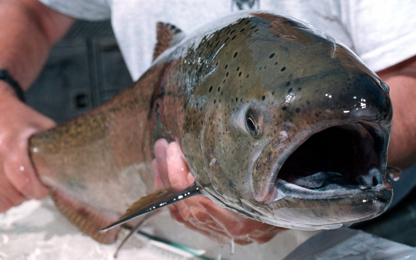 Fisheries expands mass marking of hatchery chinook in southern B.C. | iNFOnews.ca