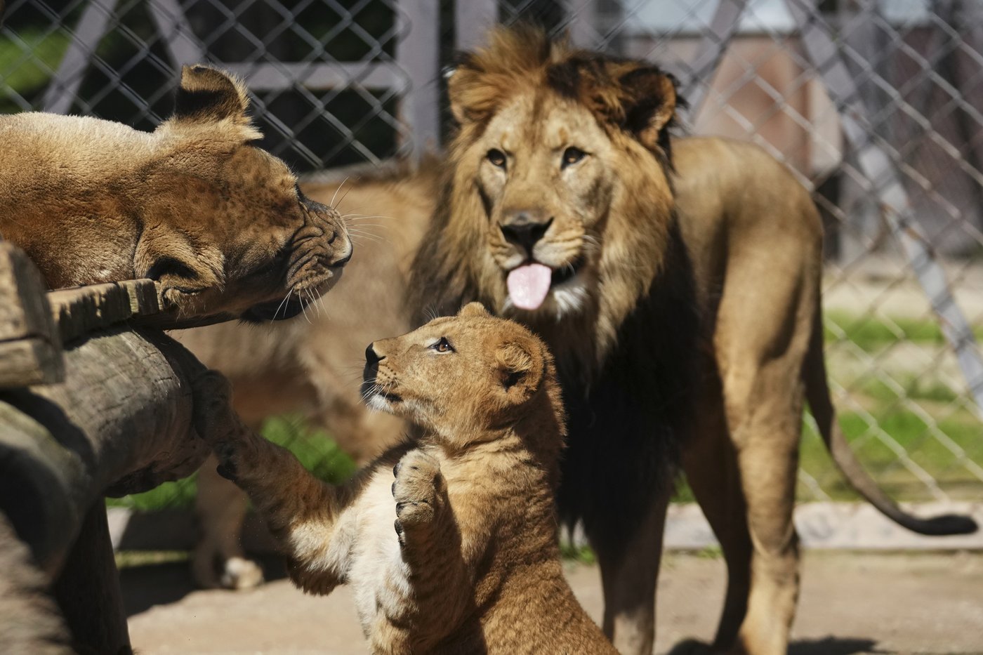 Czech zoo welcomes 4 rare Barbary lion cubs whose population is extinct in the wild | iNFOnews.ca