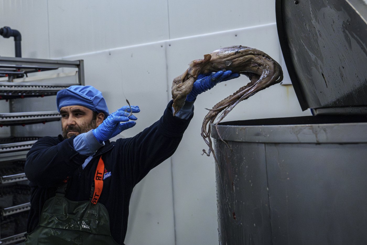 As octopuses dwindle in Spanish waters, suppliers look to imports and farming despite concerns | iNFOnews.ca