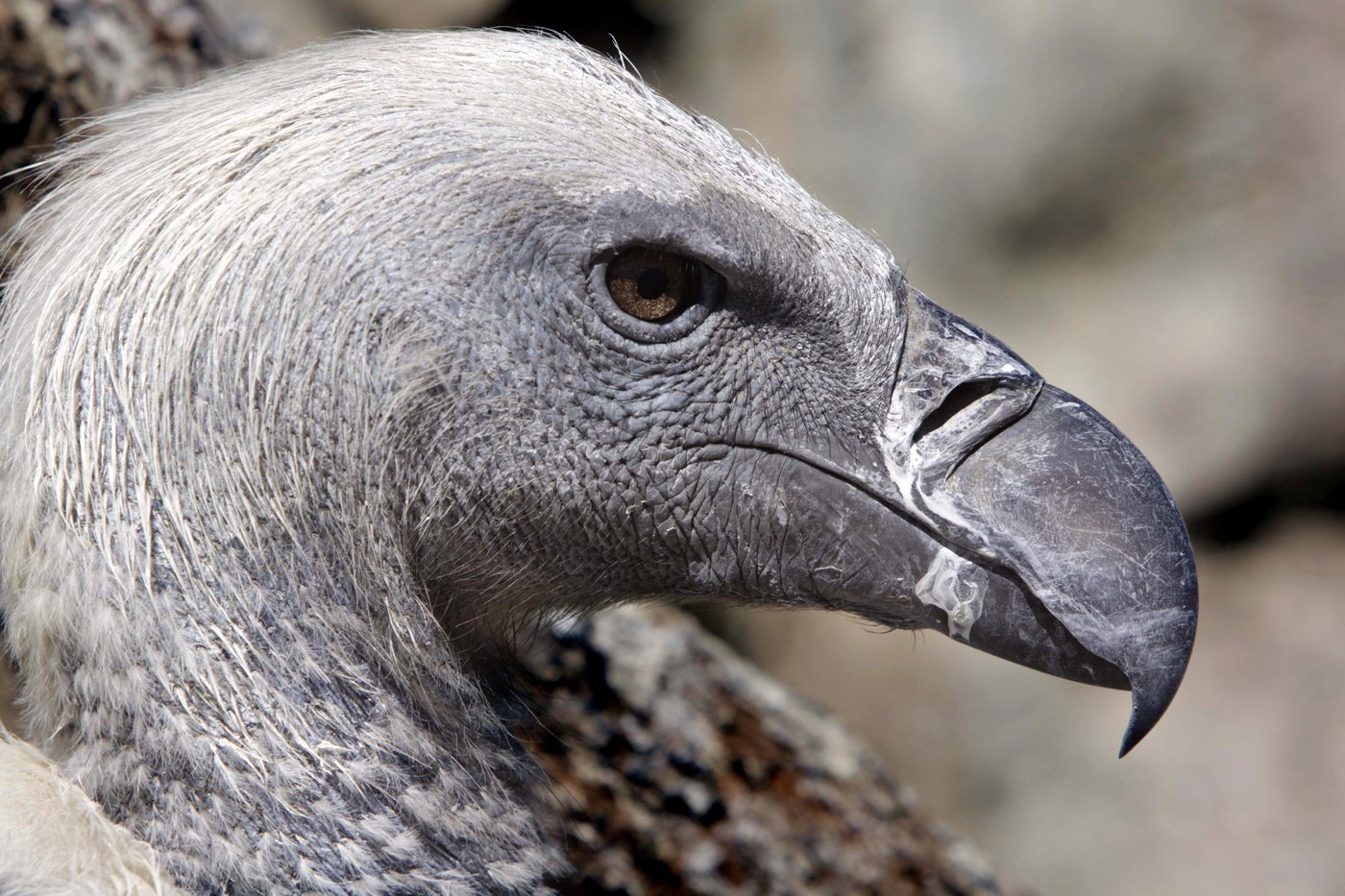 Vultures are among the least loved animals. African conservationists are trying to change that | iNFOnews.ca