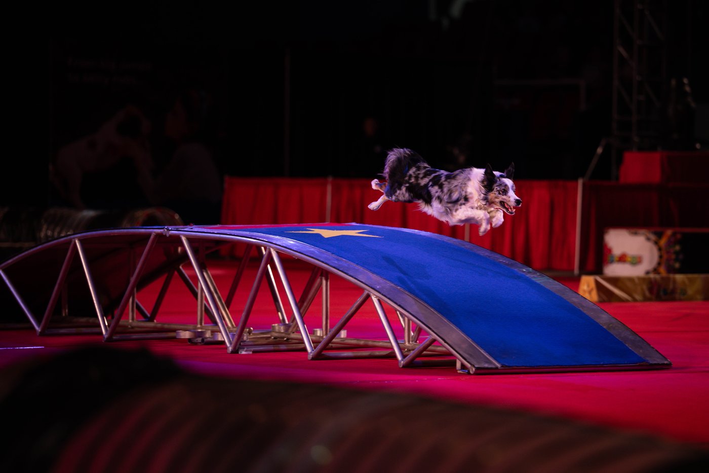SuperDogs lap up the love, 50 years after being unleashed on adoring fans | iNFOnews.ca