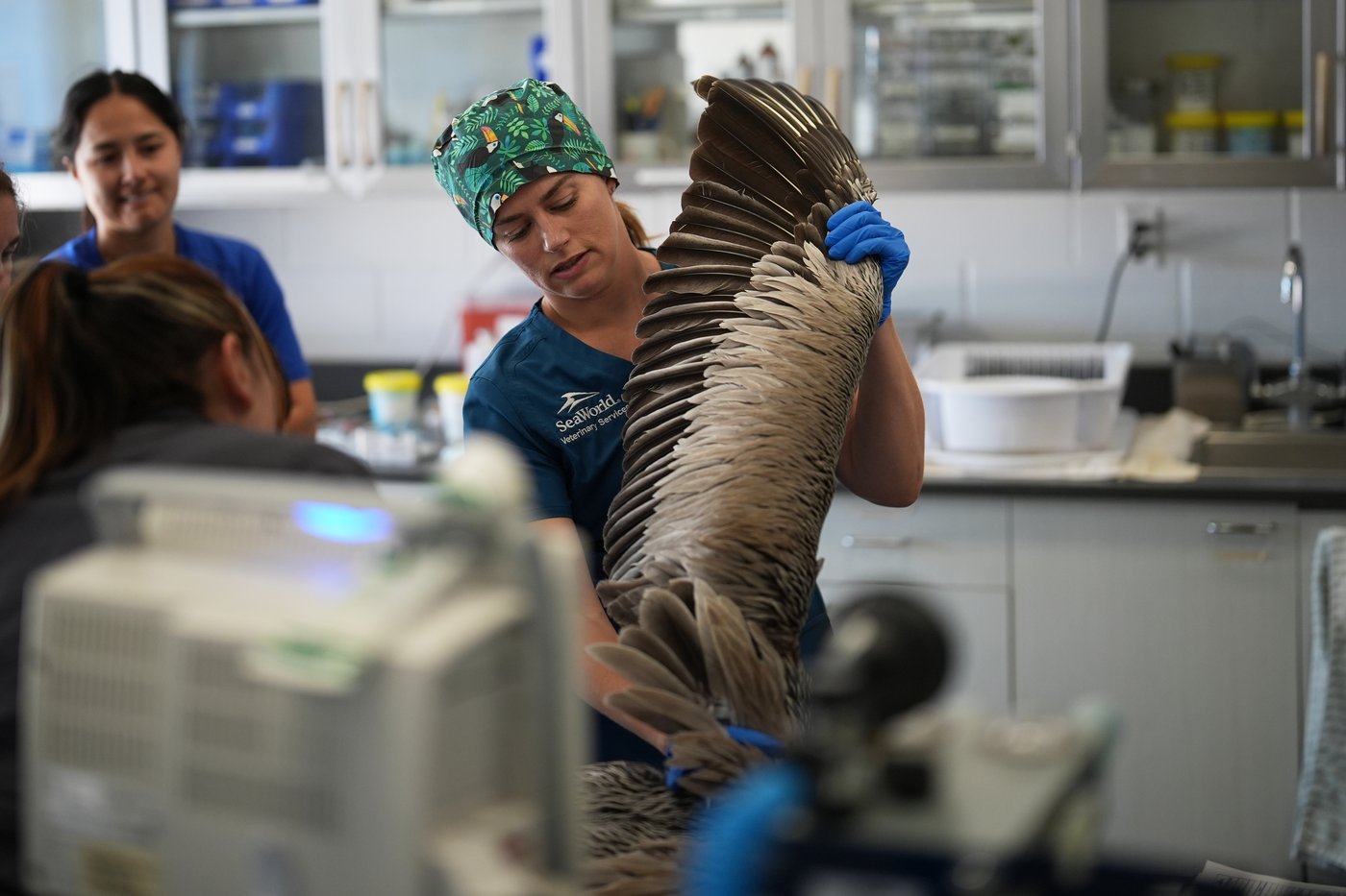 A marine heat wave caused seabird deaths off California. El Nino could worsen the die-off | iNFOnews.ca