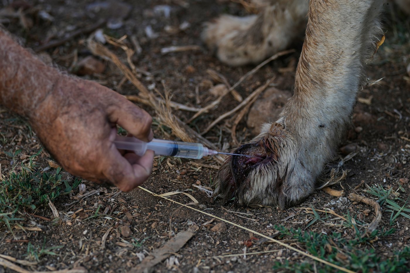 Photos of pets and farm animals rescued from the war in southern Lebanon | iNFOnews.ca