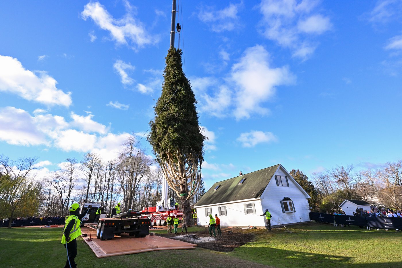 Rockefeller Christmas tree is harvested from upstate New York and begins trek to Manhattan | iNFOnews.ca Rockefeller Christmas tree is harvested from upstate New York and begins trek to Manhattan | iNFOnews.ca