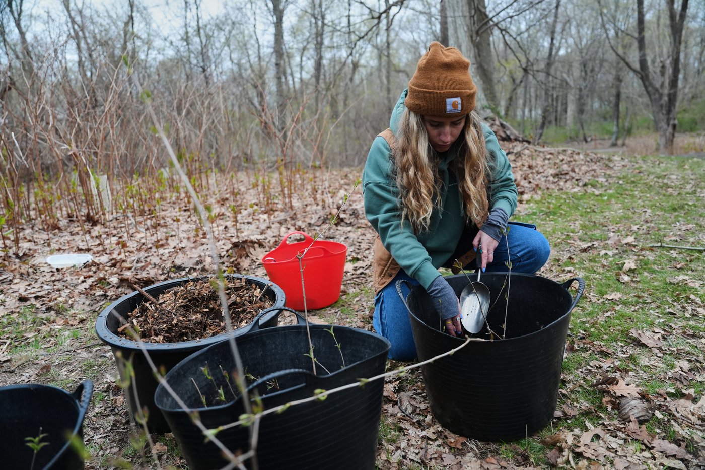 Trees are magic. In Newport, volunteers are working to expand their healthy reach | iNFOnews.ca