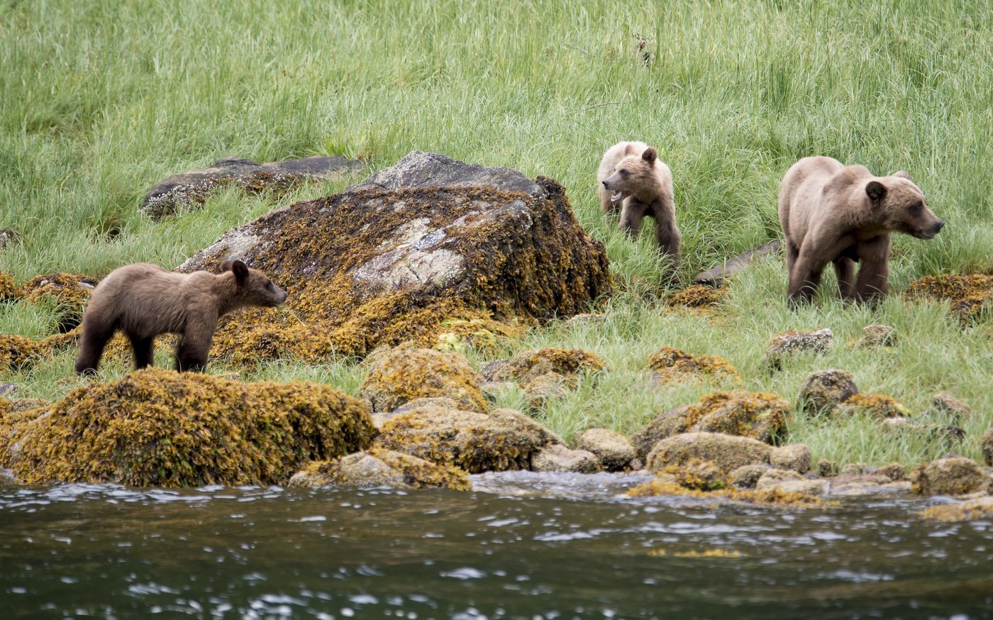 Ecotour grizzlies less likely to encounter conflict with humans, B.C. study suggests | iNFOnews.ca