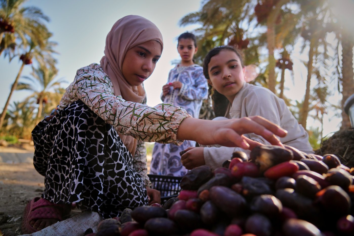 Photos capture the date harvest in an Egyptian village near Cairo | iNFOnews.ca