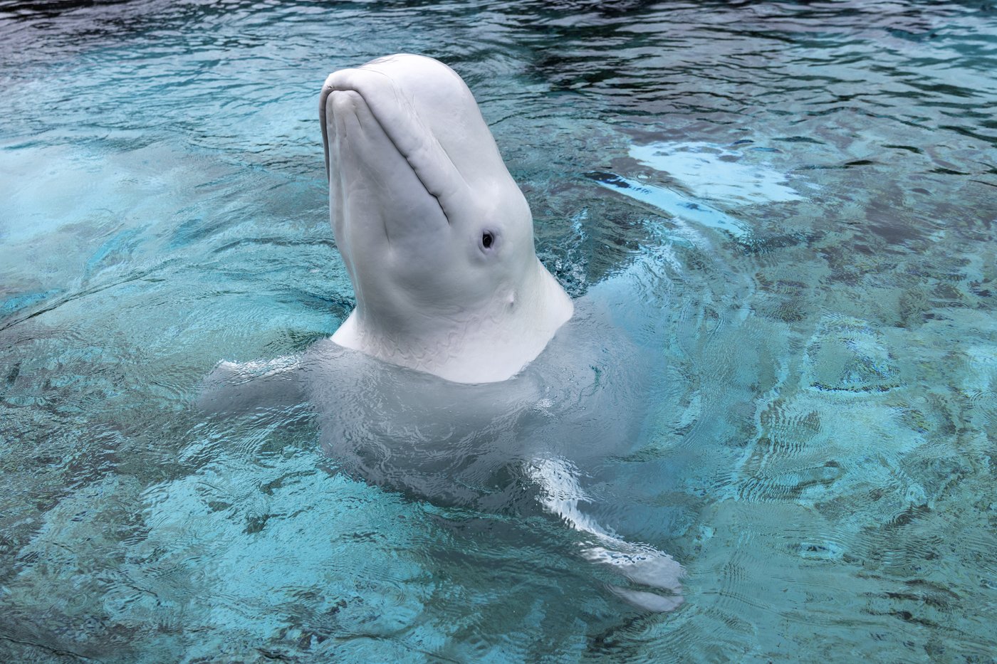 Canada's last captive whales set to leave Marineland for U.S. aquariums | iNFOnews.ca Canada's last captive whales set to leave Marineland for U.S. aquariums | iNFOnews.ca