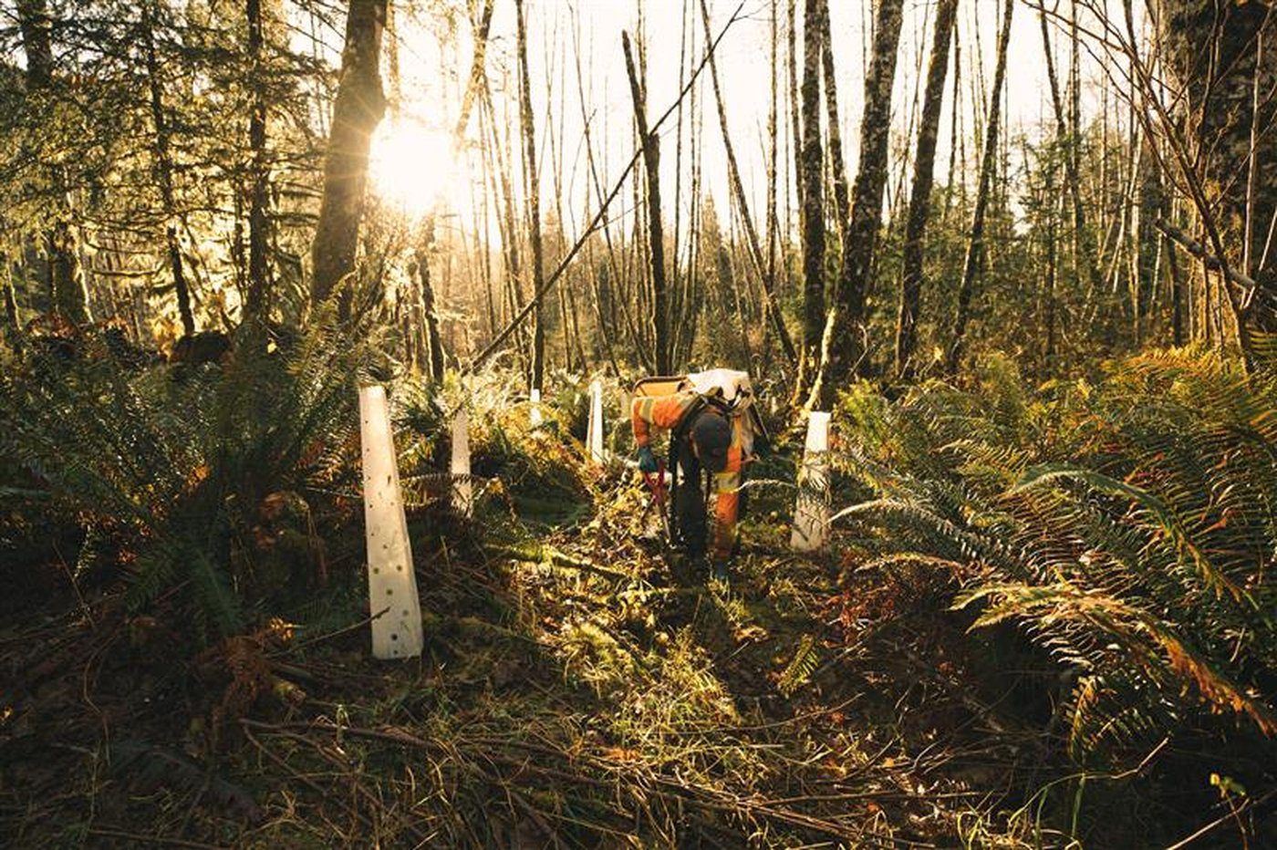Vancouver Island First Nations gain control of three Clayoquot Sound forestry areas | iNFOnews.ca