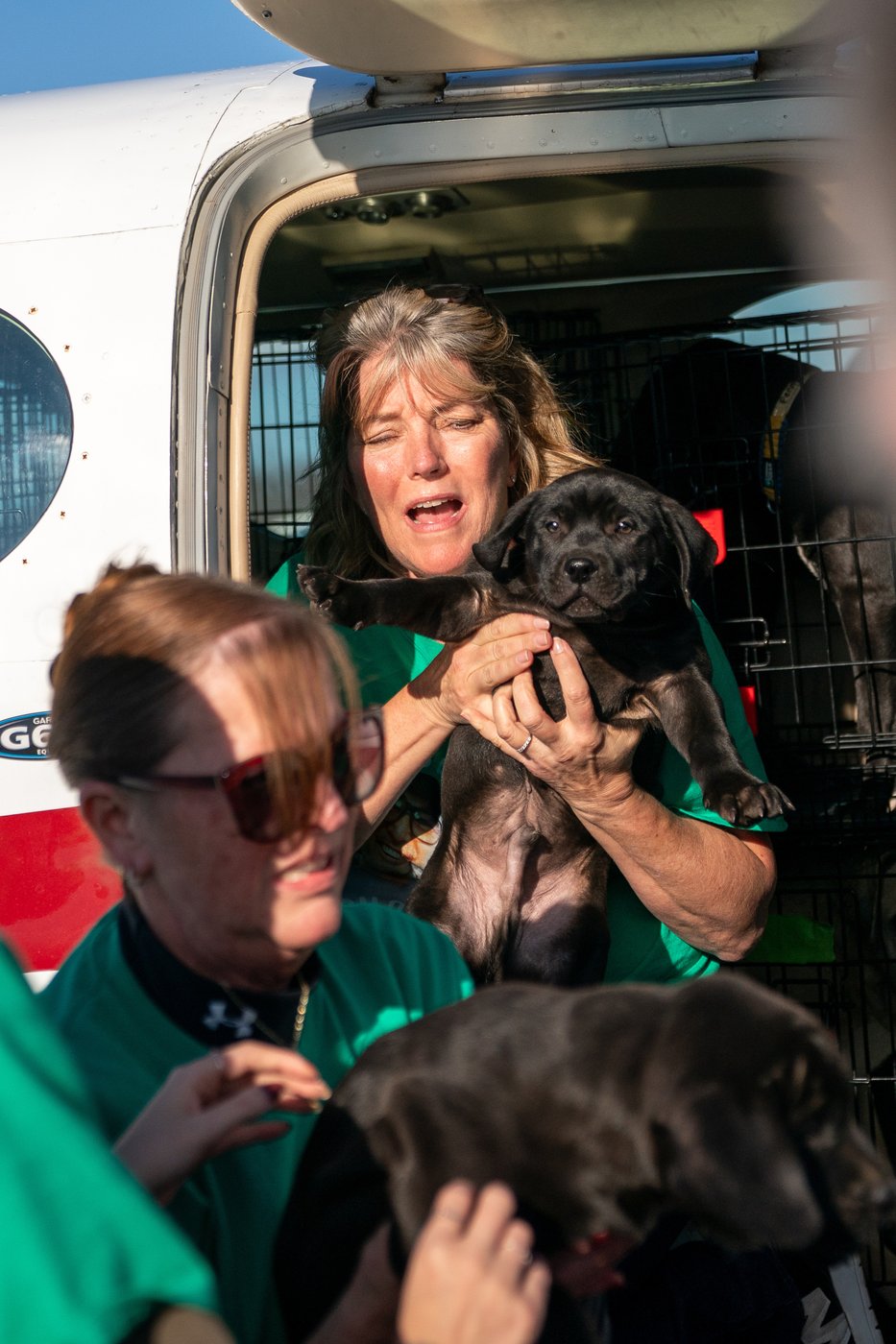 Shelter pets rescued by the revitalized Seuk’s Army in photos | iNFOnews.ca
