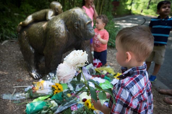Gorilla death in Cincinnati 'a teachable moment', says group representing Canada's zoos | iNFOnews.ca Gorilla death in Cincinnati 'a teachable moment', says group representing Canada's zoos | iNFOnews.ca