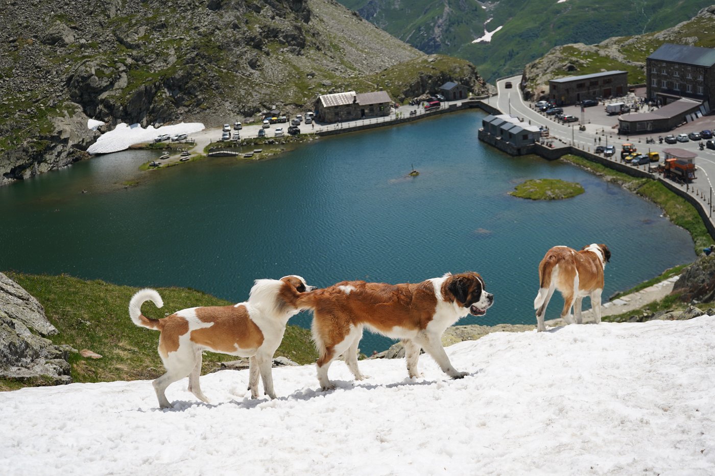 St. Bernard dogs still roam the Swiss Alps as part of this 'living museum' and its breeding program | iNFOnews.ca St. Bernard dogs still roam the Swiss Alps as part of this 'living museum' and its breeding program | iNFOnews.ca