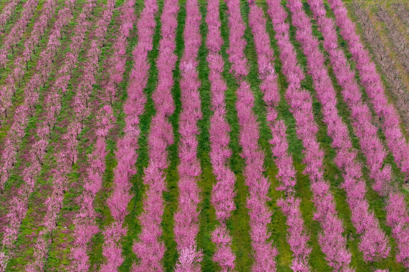 A world in bloom: Spring flowers unfold from Tokyo to Mexico, in photos | iNFOnews.ca