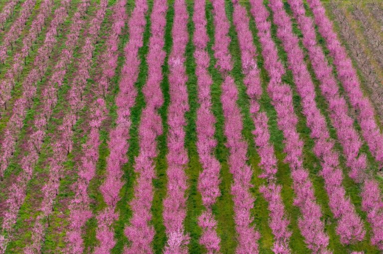 A world in bloom: Spring flowers unfold from Tokyo to Mexico, in photos | iNFOnews.ca