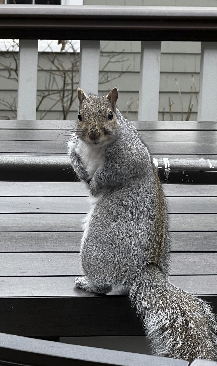 How to humanely deal with pests without using cruel traps or harmful chemicals | iNFOnews.ca