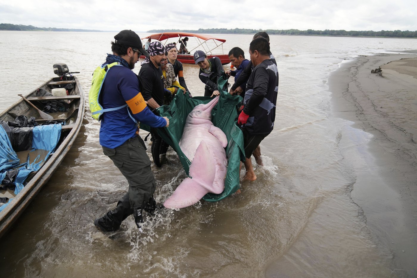 Endangered pink river dolphins face a rising mercury threat in the Amazon | iNFOnews.ca Endangered pink river dolphins face a rising mercury threat in the Amazon | iNFOnews.ca