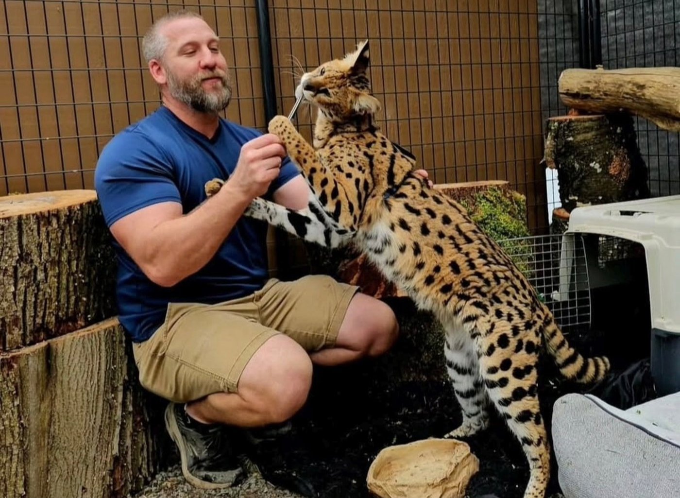Owner says Gary the African serval will suffer under B.C. exotic cat ban | iNFOnews.ca Owner says Gary the African serval will suffer under B.C. exotic cat ban | iNFOnews.ca
