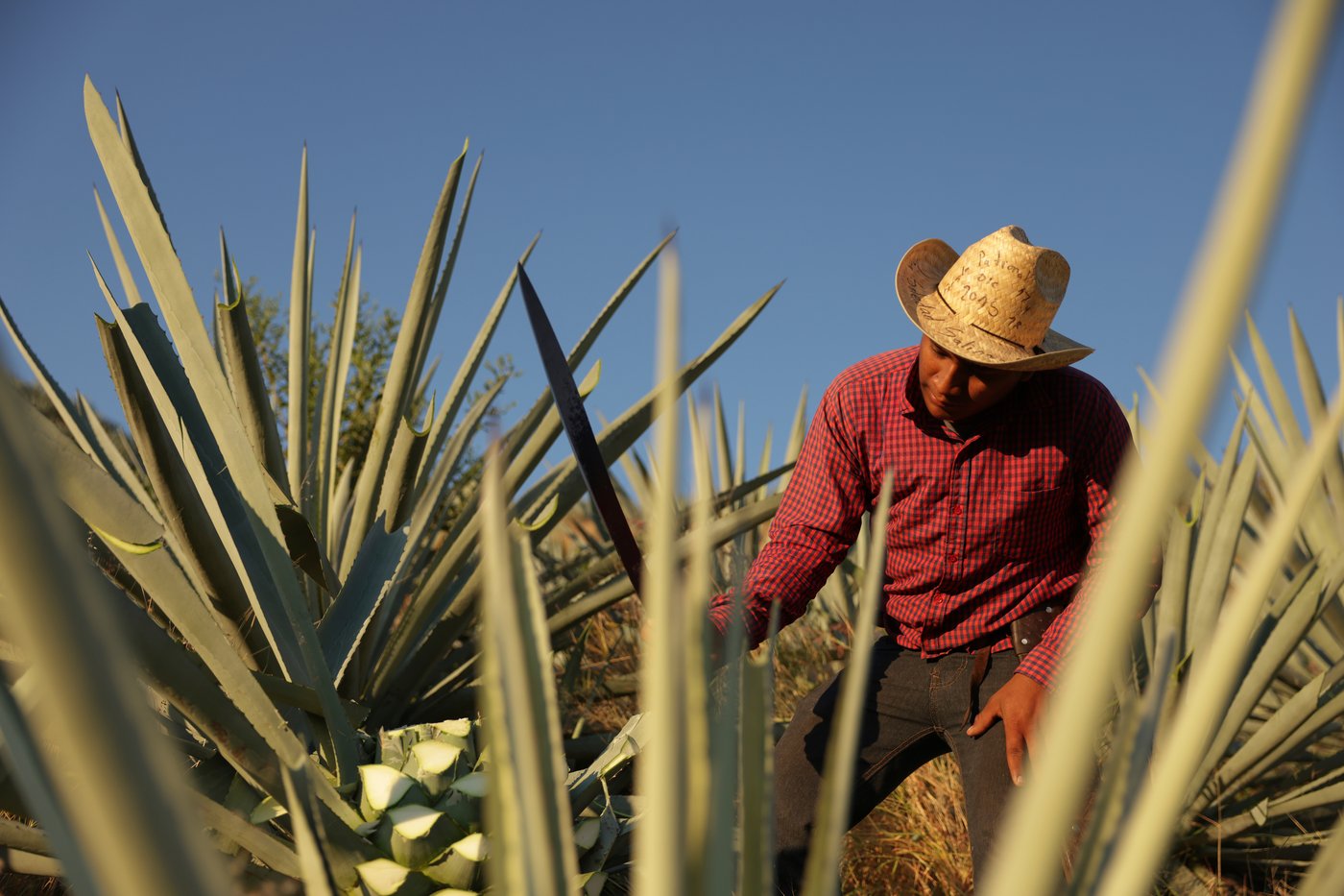 See how mezcal is made in Mexico | iNwine