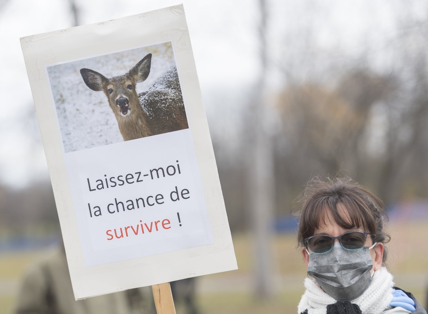 Montreal suburb declares 'end of deer saga' after killing 105 animals in urban park | iNFOnews.ca