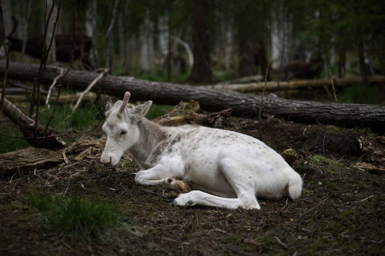 Sweden's plans to mine rare-earth minerals could ruin the lives of Indigenous Sami reindeer herders | iNFOnews.ca