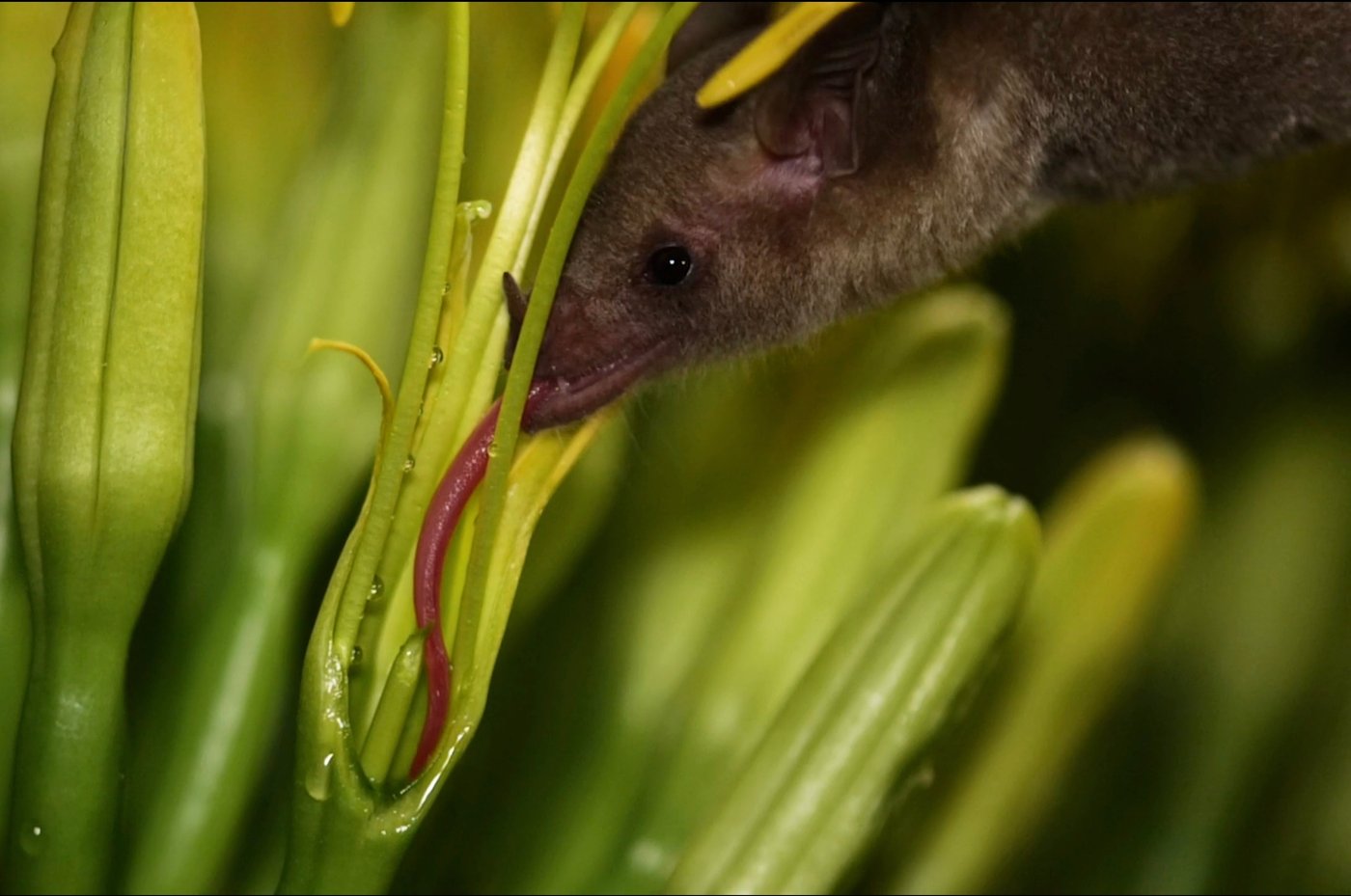 Agave or bust! Mexican long-nosed bats head farther north in search of sweet nectar | iNFOnews.ca