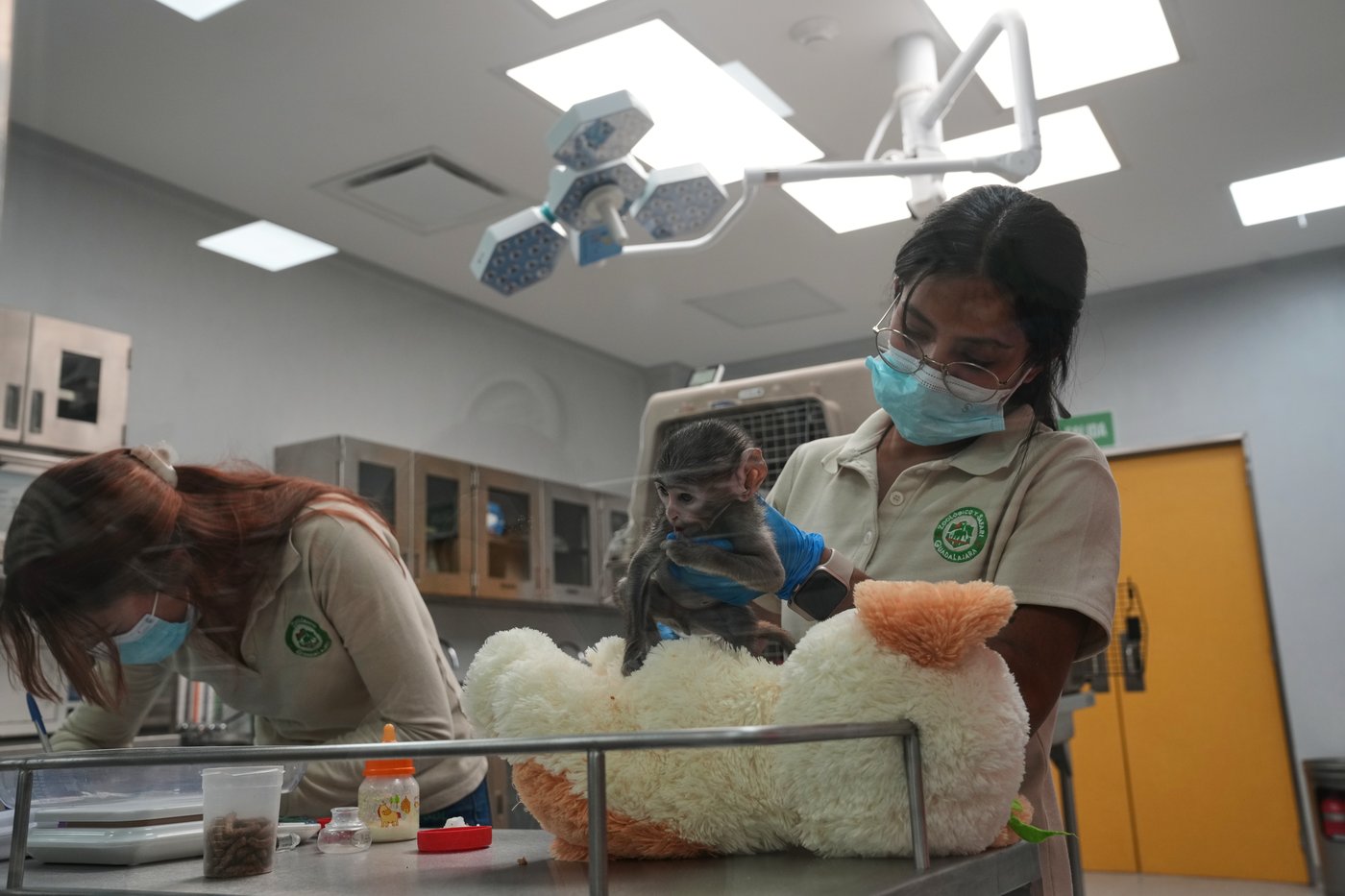 Meet Yuji, the Mexican baby monkey finding comfort in a plush companion | iNFOnews.ca Meet Yuji, the Mexican baby monkey finding comfort in a plush companion | iNFOnews.ca