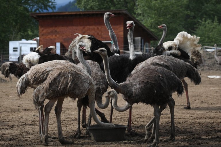 CFIA says ostrich farm report backing stay of cull improperly seeks scientific ruling | iNFOnews.ca