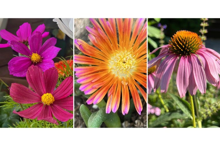 Flower gardens endure hot, dry summers better if you choose these plants | iNFOnews.ca