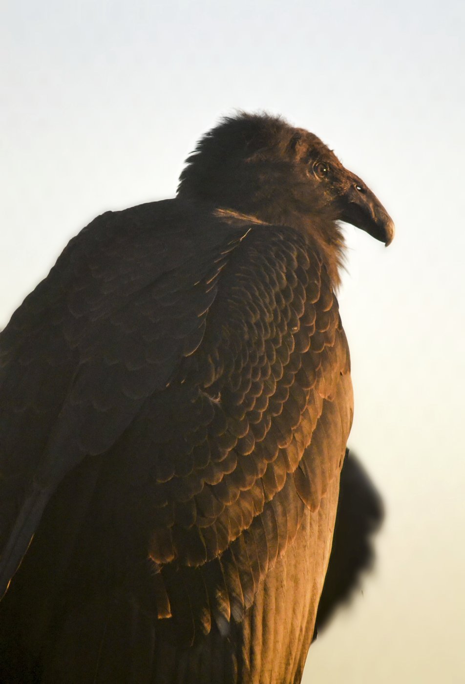 A rare condor hatched and raised by foster parents in captivity will soon get to live wild | iNFOnews.ca A rare condor hatched and raised by foster parents in captivity will soon get to live wild | iNFOnews.ca