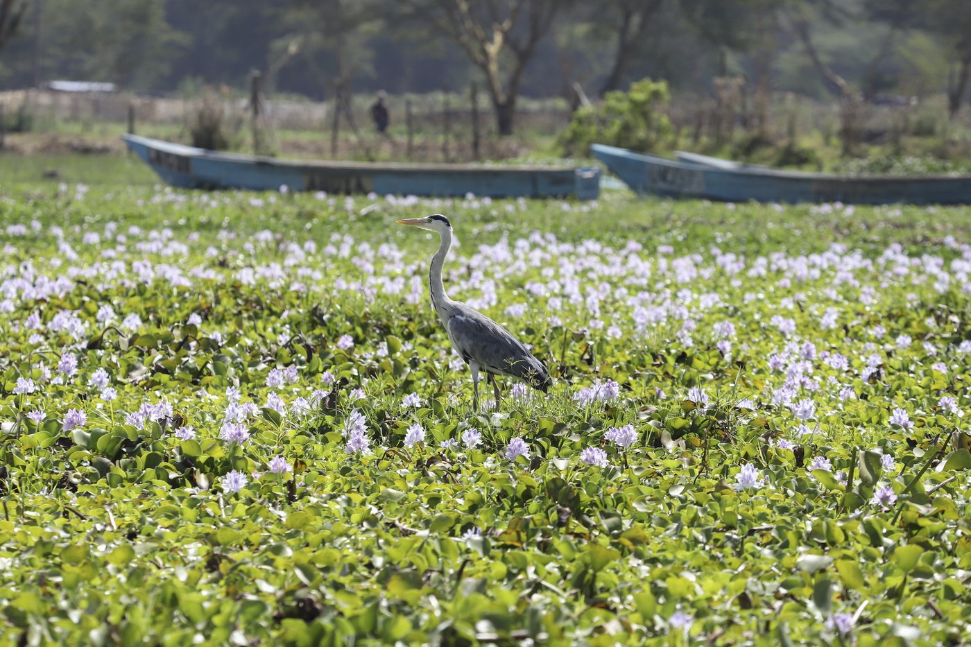 How the invasive water hyacinth is threatening fishermen's livelihoods on a popular Kenyan lake | iNFOnews.ca