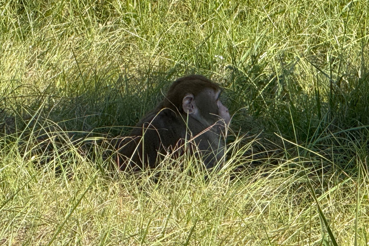 2nd escaped monkey fatally shot, leaving 1 monkey still on the loose after Mississippi crash | iNFOnews.ca