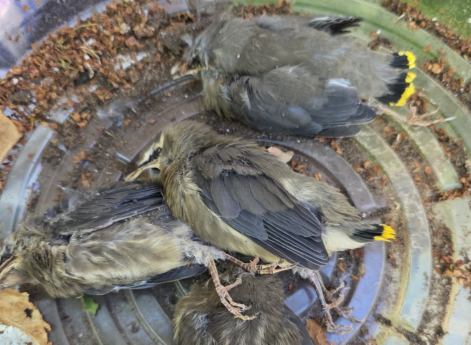 Four birds lie dead.