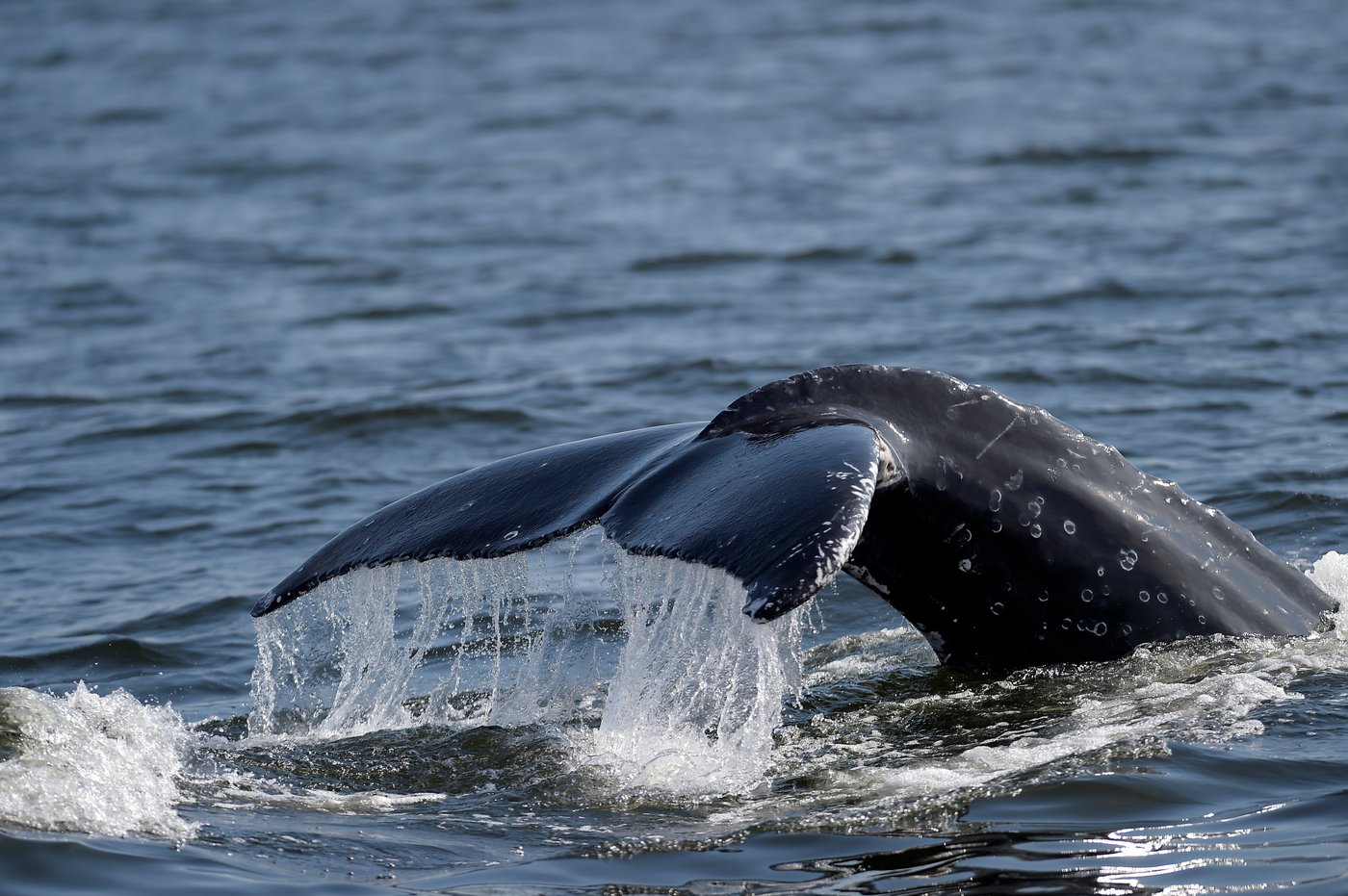Sightings of humpback whales surge in Rio de Janeiro, fueling demand for whale-watching trips | iNFOnews.ca Sightings of humpback whales surge in Rio de Janeiro, fueling demand for whale-watching trips | iNFOnews.ca