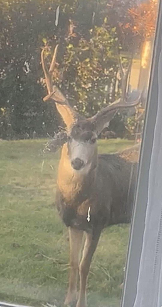 iN PHOTOS: Deer with stuff stuck on their antlers in Okanagan, Kamloops | iNFOnews.ca iN PHOTOS: Deer with stuff stuck on their antlers in Okanagan, Kamloops | iNFOnews.ca