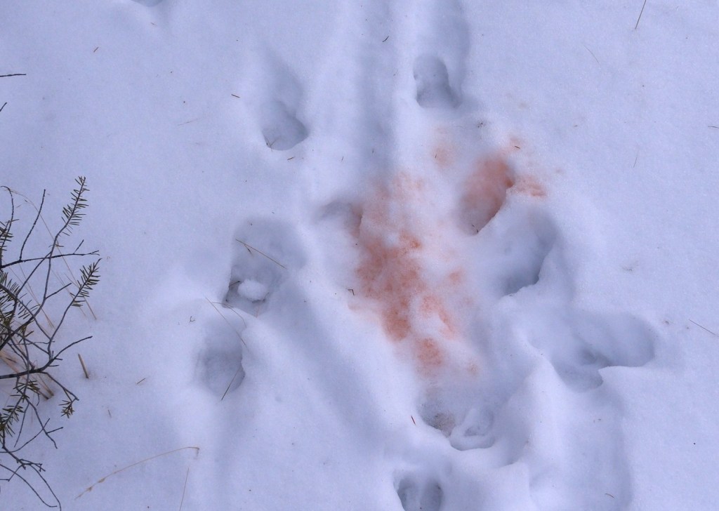 iN PHOTOS: Wild animals make cool tracks in Thompson-Okanagan snow | iNFOnews.ca iN PHOTOS: Wild animals make cool tracks in Thompson-Okanagan snow | iNFOnews.ca