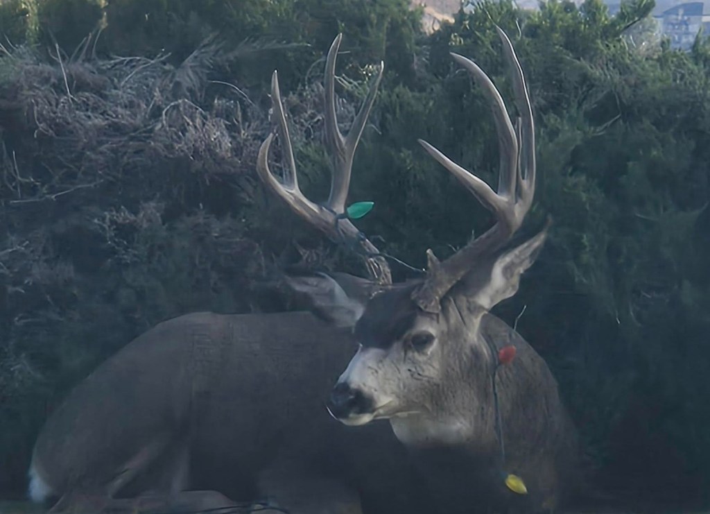 iN PHOTOS: Deer with stuff stuck on their antlers in Okanagan, Kamloops | iNFOnews.ca iN PHOTOS: Deer with stuff stuck on their antlers in Okanagan, Kamloops | iNFOnews.ca