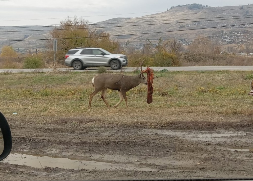 iN PHOTOS: Deer with stuff stuck on their antlers in Okanagan, Kamloops | iNFOnews.ca iN PHOTOS: Deer with stuff stuck on their antlers in Okanagan, Kamloops | iNFOnews.ca