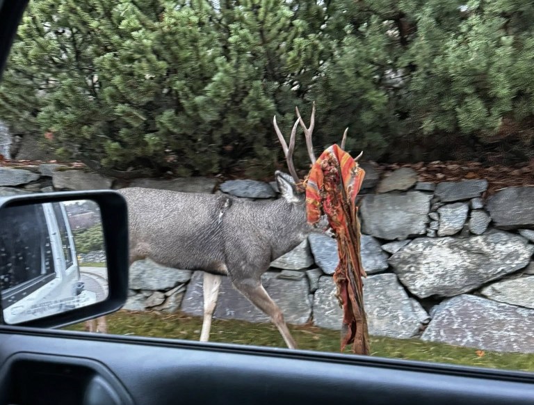 A buck walks along a roadside with a blanket stuck in its antlers.