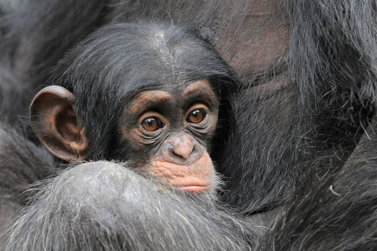 Get a load of this: Humans and great apes share similar giggles | iNFOnews.ca