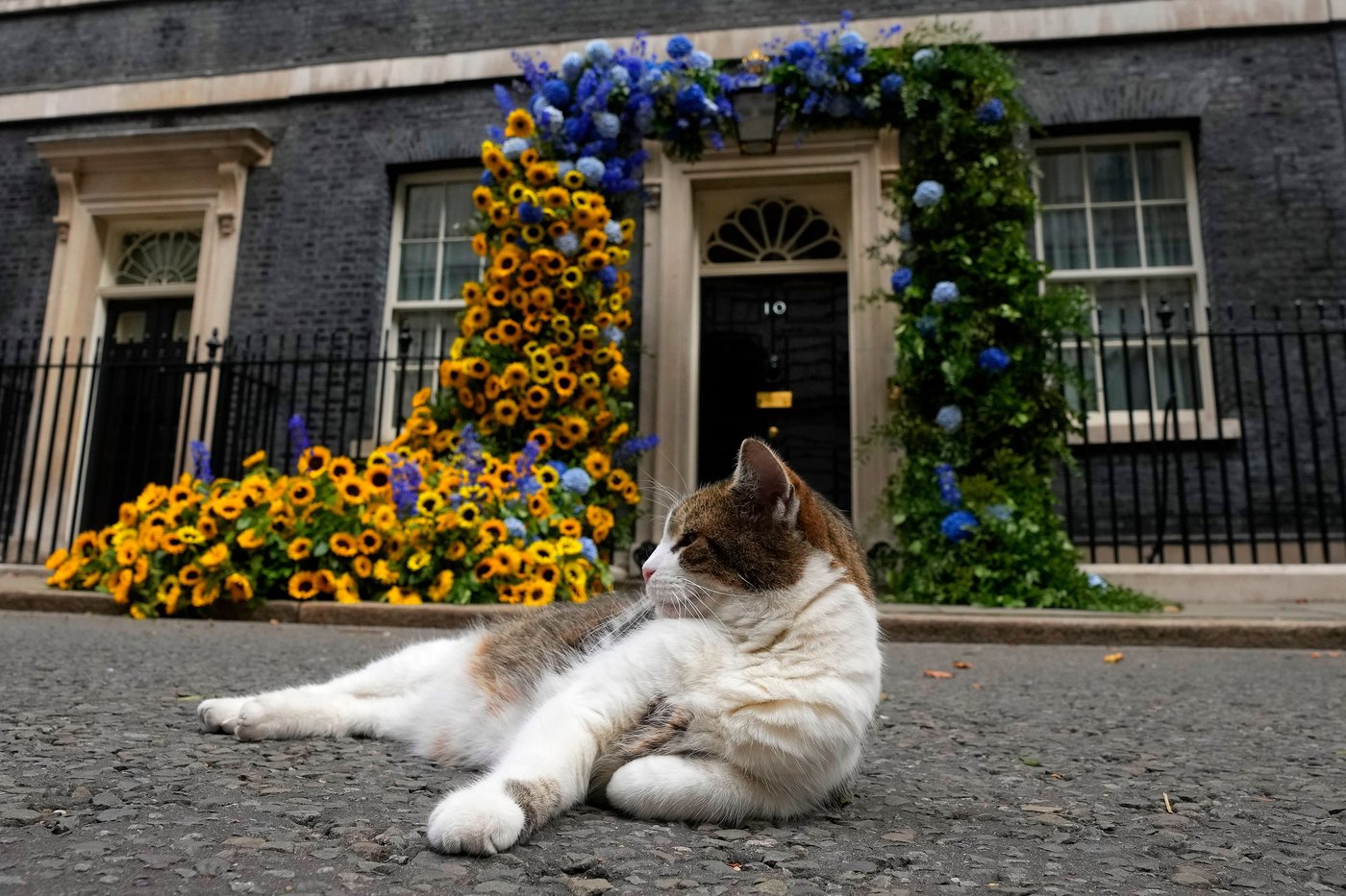 Larry the cat, Britain's Chief Mouser at 10 Downing Street for 15 years, in photos | iNFOnews.ca
