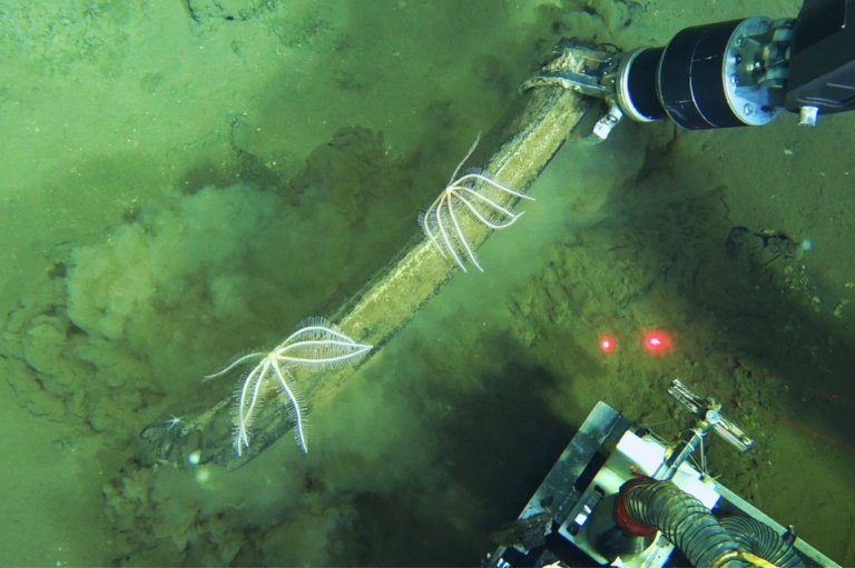 Scientists discover a deep whale graveyard that is teeming with life | iNFOnews.ca
