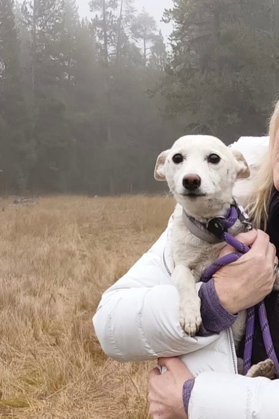 Luna, a small dog missing for over a month in Yellowstone, is reunited with her owners | iNFOnews.ca Luna, a small dog missing for over a month in Yellowstone, is reunited with her owners | iNFOnews.ca