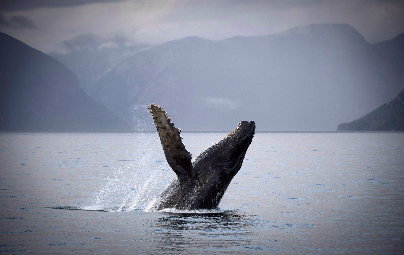 Whale watch firm 'devastated,' says its boat could have hit humpback later found dead | iNFOnews.ca Whale watch firm 'devastated,' says its boat could have hit humpback later found dead | iNFOnews.ca